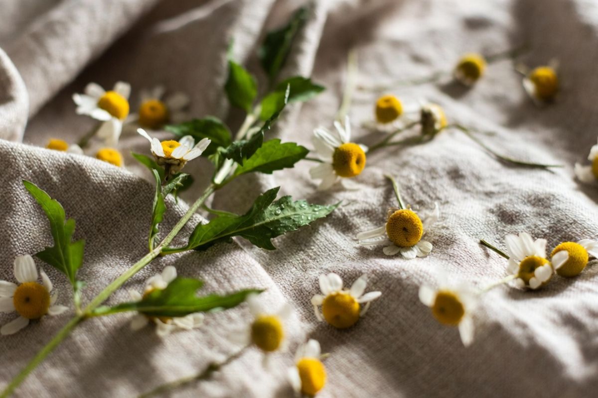 botanika-hermanek-lekarsky-encyklopedie-slozeni